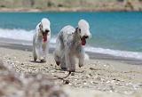 BEDLINGTON TERRIER 042